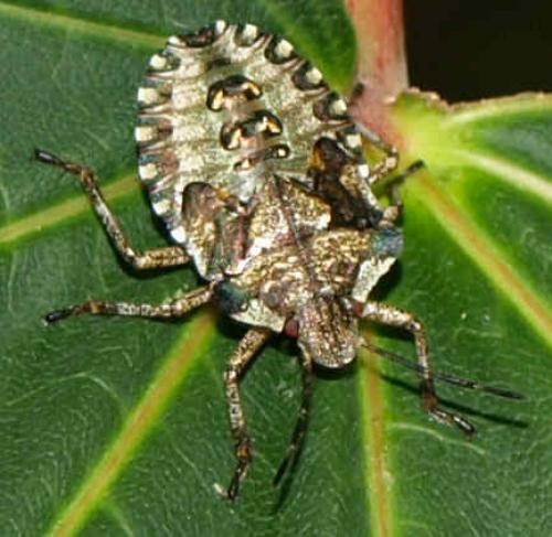 Pentatoma rufipes