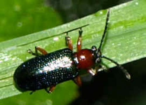 Oulema sp.