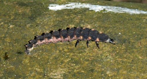 Lampyris noctiluca