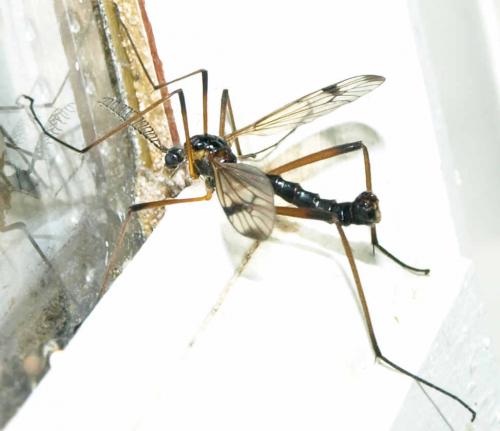 Réf. 126 777 : Dictenidia bimaculata
