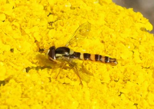 Réf. 126 803 : Sphaerophoria scripta