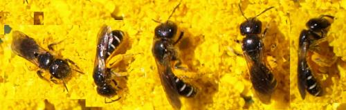 Halictus maculatus