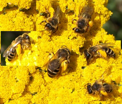 Andrena flavipes