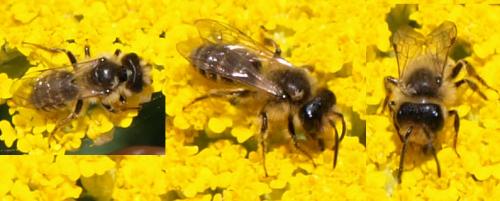 Andrena sp.