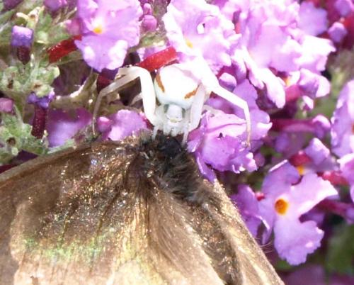 Misumena vatia