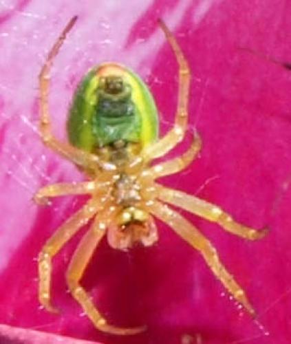 Araniella sp.