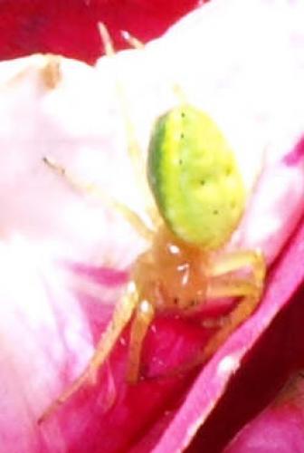 Araniella sp.