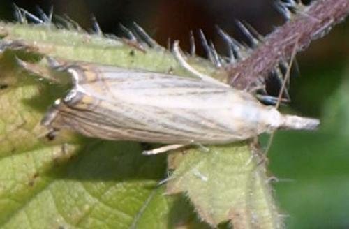 Chrysoteuchia culmella
