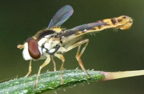 Réf. 126 877 : Sphaerophoria scripta