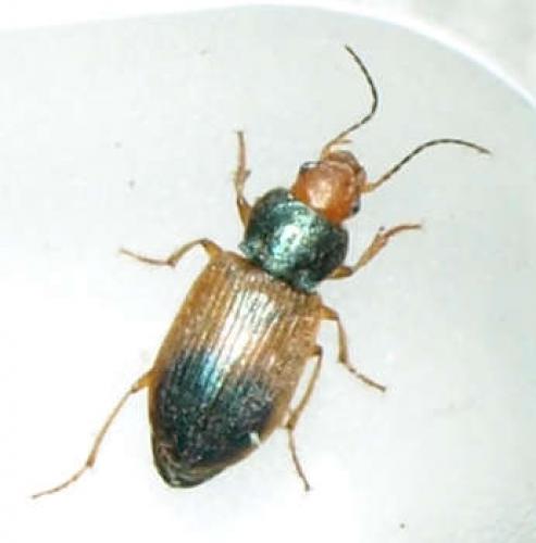 Diachromus germanus