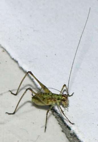 Phaneropterinae