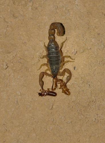 Hottentotta minax occidentalis