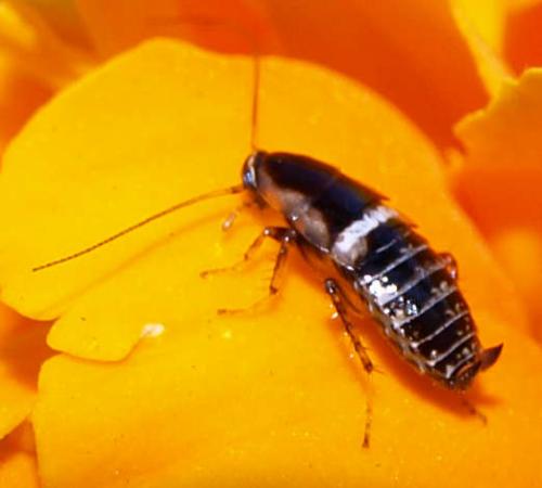 Planuncus vinzi