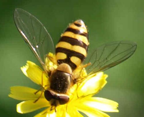 Syrphus ribesii