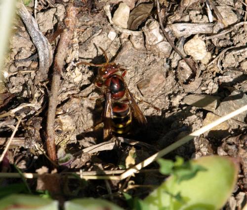 Réf. 126 788 : Vespa crabro
