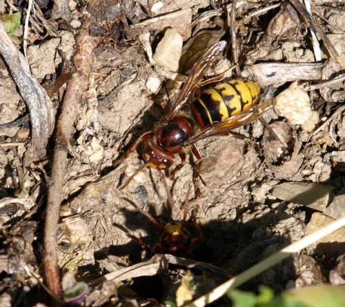 Vespa crabro