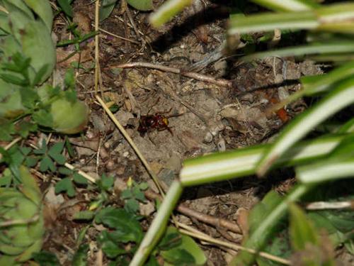 Vespa crabro