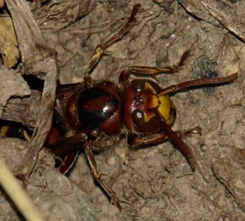 Réf. 126 790 : Vespa crabro