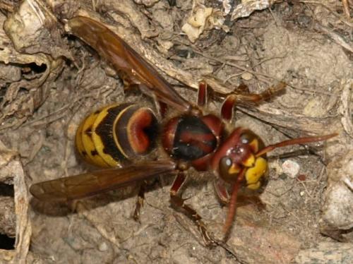 Vespa crabro