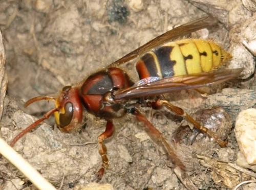 Réf. 126 792 : Vespa crabro