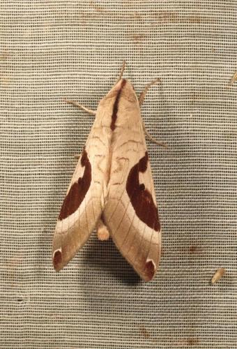 Ceridia agilei