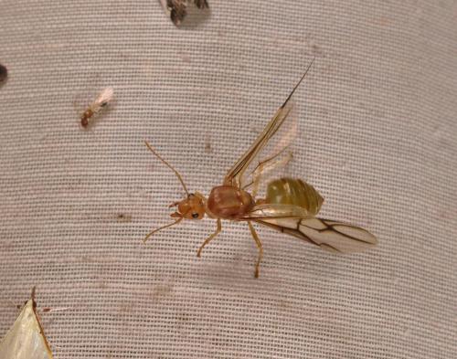 Réf. 126 687 : Oecophylla longinoda