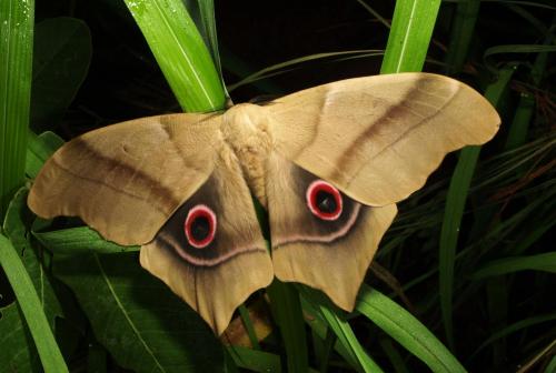 Pseudimbrasia deyrollei