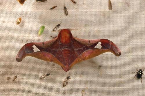Holocerina sp.