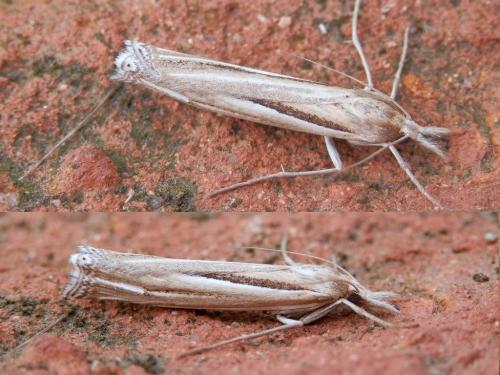 Réf. 126 495 : Ancylolomia tentaculella