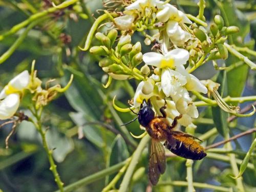 Megachile sculpturalis