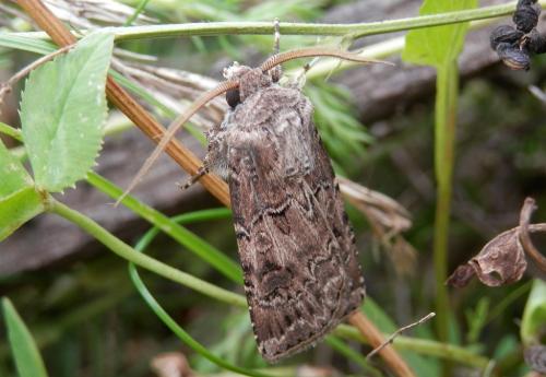 Agrotis bigramma