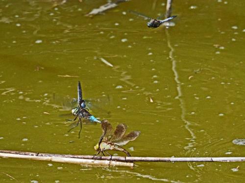 Anax parthenope
