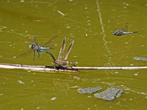 Anax parthenope
