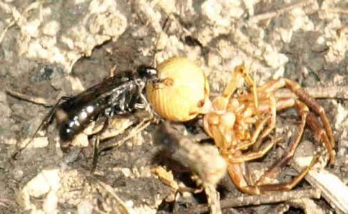 Xysticus sp.