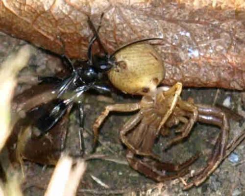 Xysticus sp.