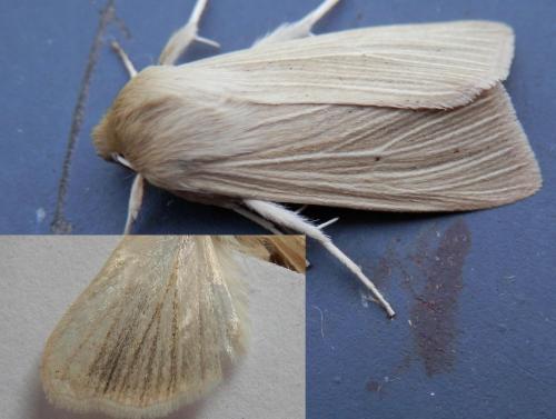 Réf. 126 945 : Mythimna pallens