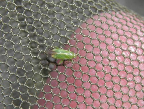Orthotylus ericetorum