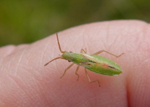 Réf. 126 653 : Myrmus miriformis