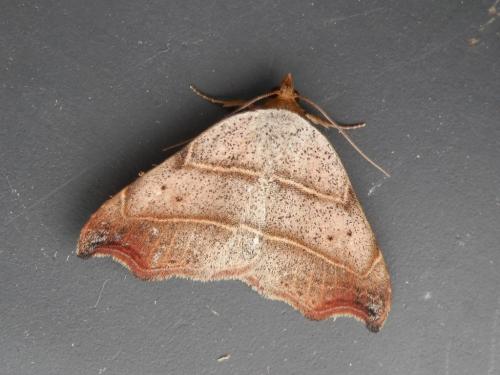 Réf. 126 660 : Laspeyria flexula