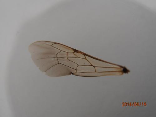 Melitturga clavicornis