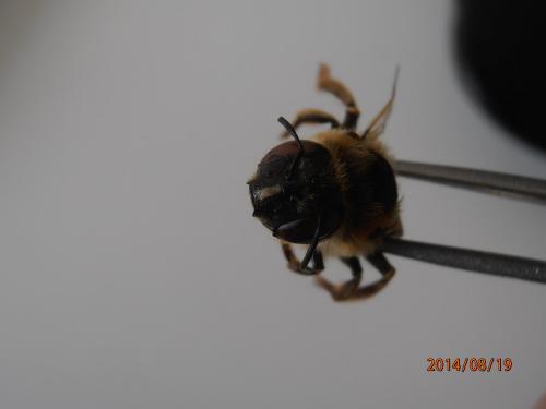 Melitturga clavicornis