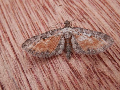 Réf. 126 794 : Eupithecia icterata