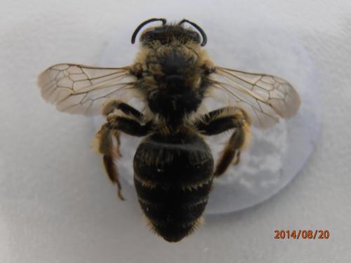 Andrena sp.