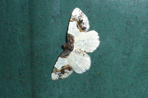 Réf. 126 448 : Ligdia adustata