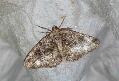 Parectropis similaria
