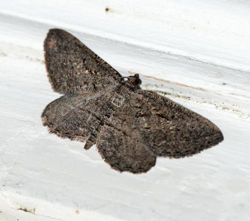 Rhoptria asperaria