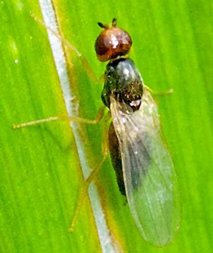 Chamaepsila sp.