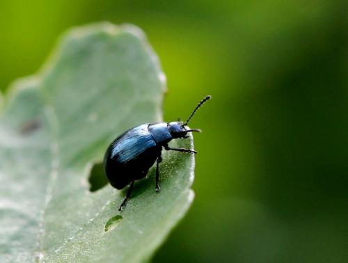 Phaedon sp.