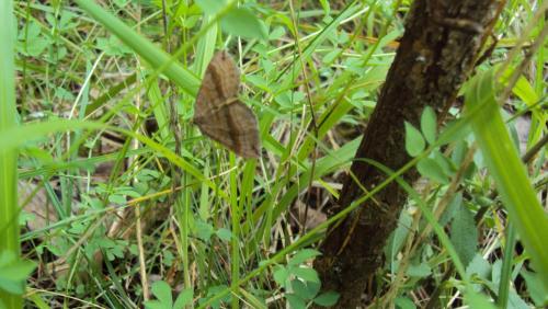 Réf. 126 456 : Scotopteryx chenopodiata