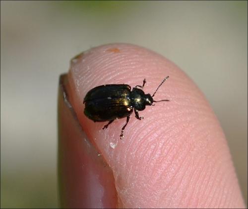 Réf. 126 223 : Phratora sp.